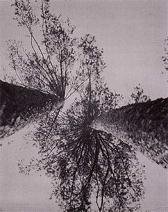 rodchenko pine trees